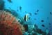 Halfterfisch